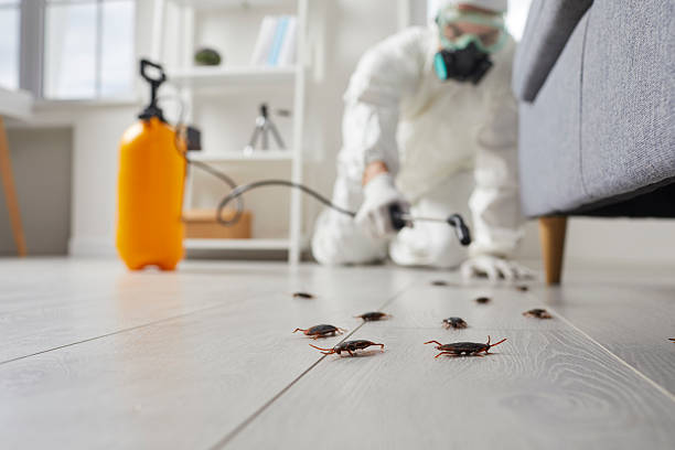 Commercial Rodent Management in Attica